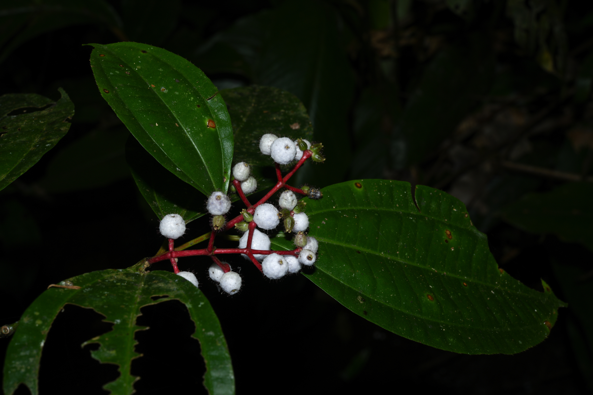 Miconia lateriflora subsp. lateriflora - Photo Bivouac Naturaliste